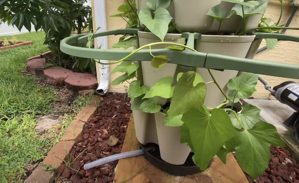 Growing Sweet Potatoes